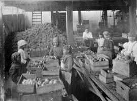 De Doorns. Workers packing fruit.