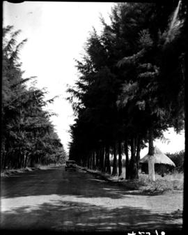 Tzaneen district, 1934. Duiwelskloof, car in forest avenue.