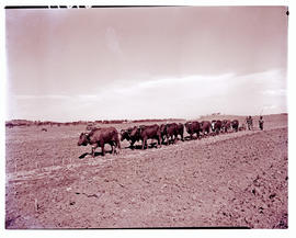 "Ladysmith district, 1950. Ploughing."
