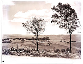 Transkei, 1951. Kraal in the distance.