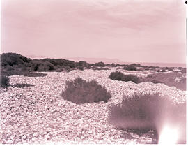 "Hermanus, 1966. Area covered with seashells."