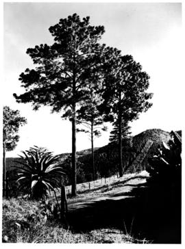 Louis Trichardt district, 1952. Hanglip forest reserve.