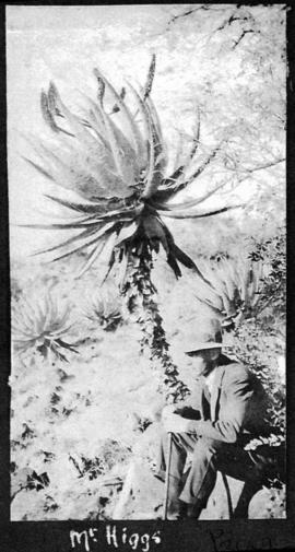 Circa 1925. Mr Higgs at large aloe plant. (Album on Natal electrification)