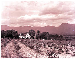 Paarl district, 1952. Farmstead.