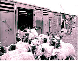 "Johannesburg, 1975. Loading sheep at Newtown."
