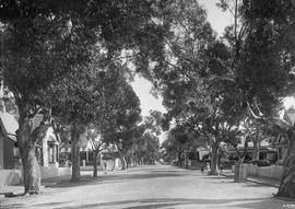 Port Elizabeth. Suburban street lined with large trees.