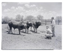 "Kroonstad district, 1946. Pedigree Afrikaner bull."