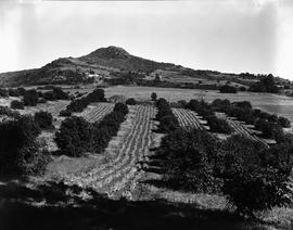 Louis Trichardt district, 1953. Farmlands.