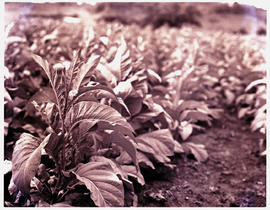 "Nelspruit district, 1960. Tobacco plants"