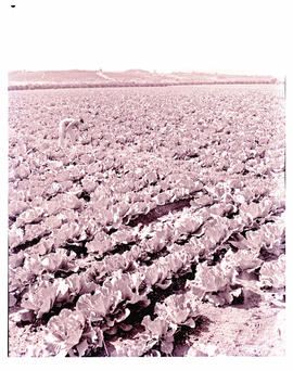 "Nelspruit district, 1963. Cabbage field at Hall and Sons."