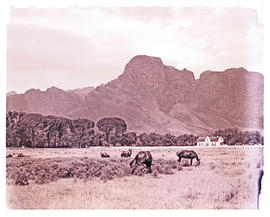 Paarl district, 1952. Horses at Boschendal with farmstead in the distance.