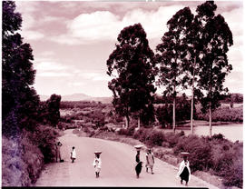 Tzaneen district, 1951. Women carrying baskets on heads.