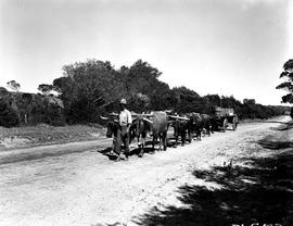 Port Elizabeth district, 1950. Ox wagon on road.