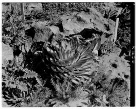 Maseru, Basutoland, 12 March 1947. Aloe polyphyllus  in rockery garden of station.