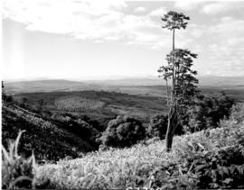Tzaneen district, 1951. Duiwelskloof. View into valley.
