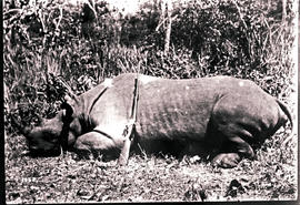 Hunted rhinoceros.