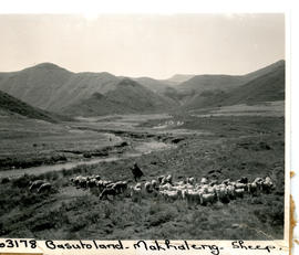 Basutoland, 1954. Herding sheep at Makhaleng.