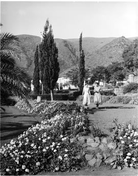 Barberton, 1954. Town hall gardens.