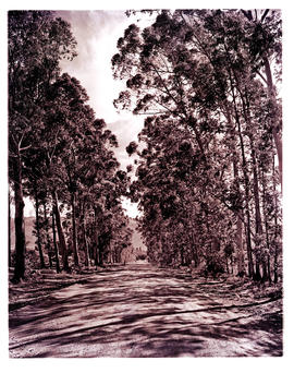 Paarl district, 1950. Approach to fruit farm at Groot Drakenstein.