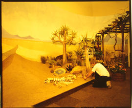 Johannesburg, April 1981. Horticulturalist preparing for the SAR display at the Rand Easter Show....
