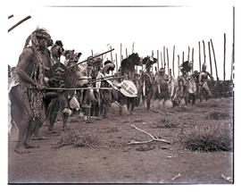 Natal, 1946. Zulu warriors dancing.