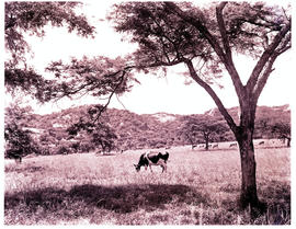 "Nelspruit district, 1960. Cattle."