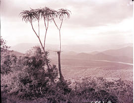 "Zululand, 1961. Tugela River valley."