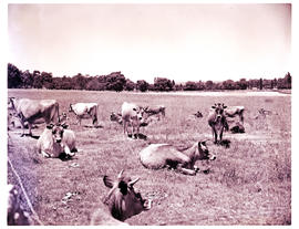 "Bethlehem district, 1960. Dairy herd at experimental farm."