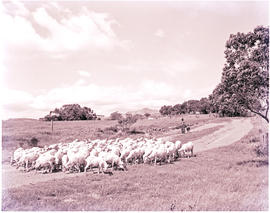 "Hermanus district, 1967. Herd of sheep on gravel road."