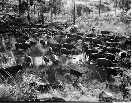 Barberton district, 1954. Cattle ranch.