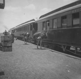 Rhodesia. Two ostriches alongside train at station platform.