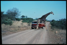 SAR tour bus viewing giraffe from close quarters.