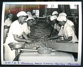 "Wolseley, 1955. Peach canning factory."