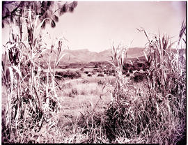 Tzaneen district, 1952. Farmland.