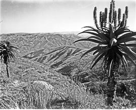"Pietermaritzburg district, 1942. Valley of a Thousand Hills."