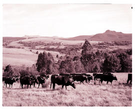 "Graskop district, 1968. Grazing cattle."