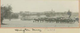 Upington, 1914. Cattle and ox wagons waiting to cross the Orange River with pontoon during World ...