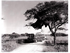 Etosha Game Park, South-West Africa, 1966. SAR Mercedes Benz tour bus No MT16404 at nests of soci...