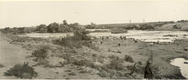 Cattle with herder in bed of large river.