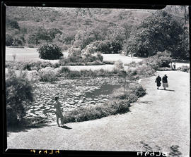 Cape Town, 1940. Kirstenbosch botanical garden.