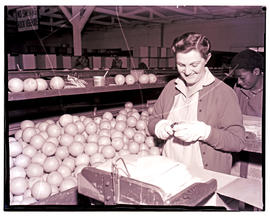 "Nelspruit district, 1967. Packing oranges."