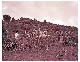 Paarl district, 1952. Protea in wildflower reserve.