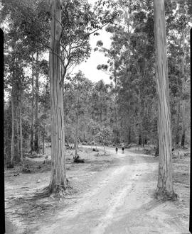 George district, 1949. Forest road.