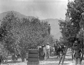 Fruit picking in orchard.