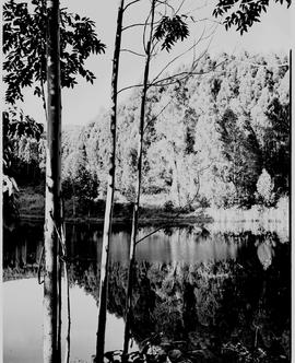 Barberton district, 1954. Lake in timber plantation.