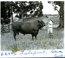 "Nelspruit district, 1954. Devon bull."