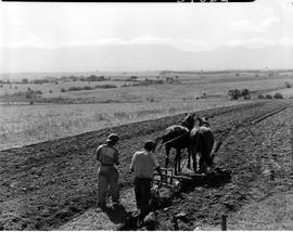 George district, 1952. Ploughing by horses.