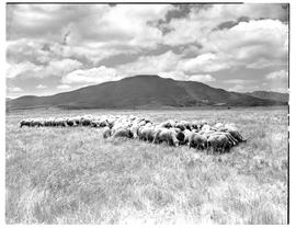 "Wellington district, 1952. Herd of sheep."