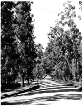 Tzaneen district, 1953. Road through plantation.