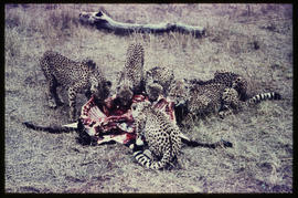 
Group of cheetahs feeding on carcass.
